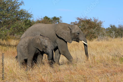 Photography Afrikanischer Elefant / African elephant / Loxodonta africana