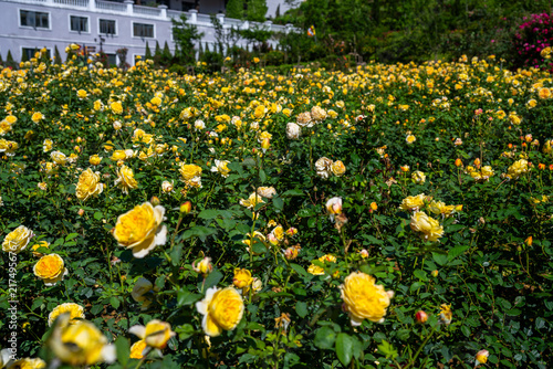 Fotografía Yellow roses blooming in a garden in Sa Pa
