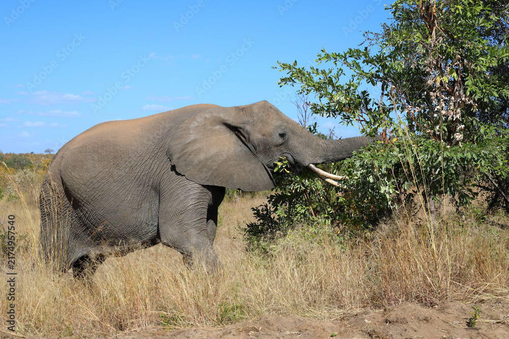 Fototapeta premium Afrikanischer Elefant / African elephant / Loxodonta africana