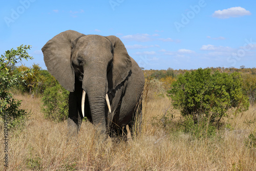 Photography Afrikanischer Elefant / African elephant / Loxodonta africana