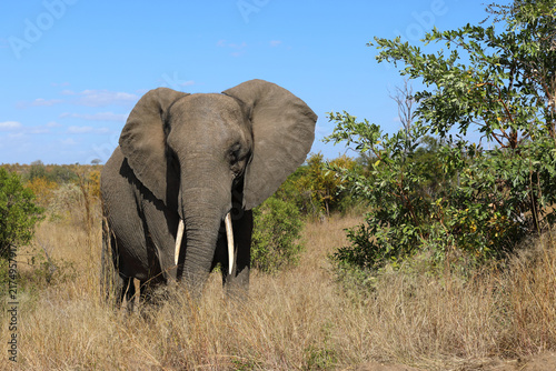Photography Afrikanischer Elefant / African elephant / Loxodonta africana