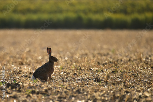 Wild rabbit on the field
