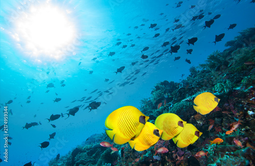 Underwater image of coral reef and Masked Butterfly Fishes.