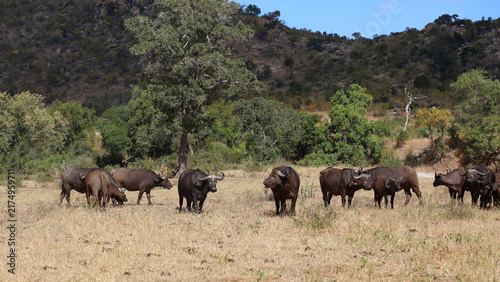 Kaffernbüffel / African buffalo / Syncerus caffer