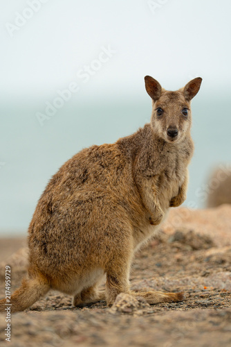 Photography Wild Wallaby Portrait in Australia