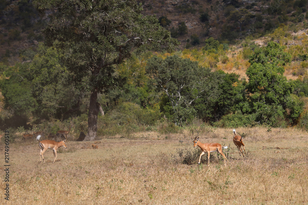 Fototapeta premium Schwarzfersenantilope / Impala / Aepyceros melampus