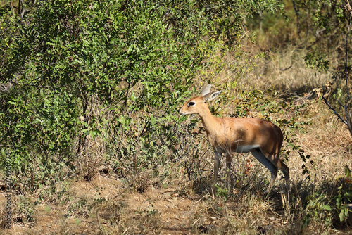 Afrikanischer Steinbock / Steenbok / Raphicerus campestris