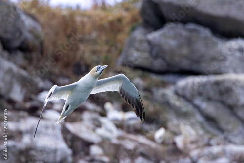 Canvastavla Immature gannet in flight near the colony