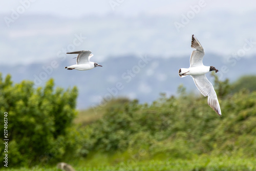 Konstfotografi Two black-headed gulls in flight