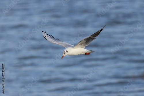Fotografie Adult black-headed gull over water