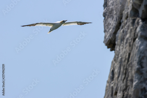 Foto Immature gannet gliding by a cliff