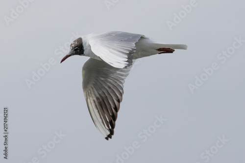 Fotografie Black-headed gull with a partial hood