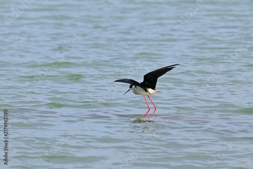Cuadro en lienzo Stilt Runners in Dynamic Flight and Landing Over Water, Las Salinas, Calpe, Spai