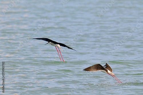 фотографія Stilt Runners in Dynamic Flight and Landing Over Water, Las Salinas, Calpe, Spai