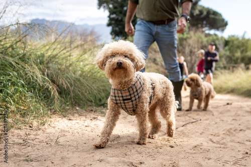 Bichon Frisé dog portrait outdoors 