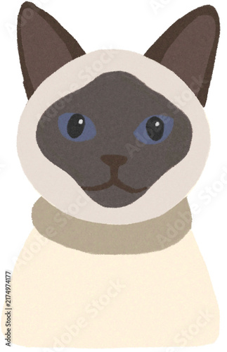 Siamese cat portrait with blue eyes and a light beige collar colored pencil style illustration