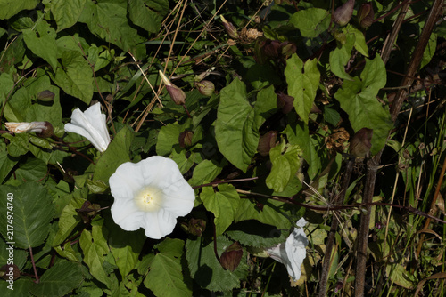 Cuadro en lienzo Hedge bindweed flowers blooming among green foliage, Calystegia sepium climbing