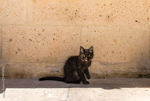 Fotografie Black cat grooming outdoors