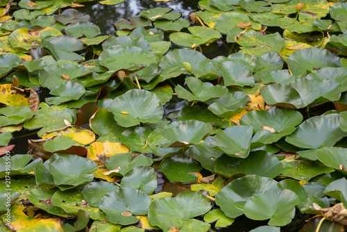 Fotografía Green water lily pads texture on a pond surface