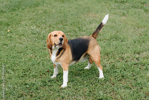 Canvastavla young cute black red and white beagle dog standing on green lawn outdoors in sun