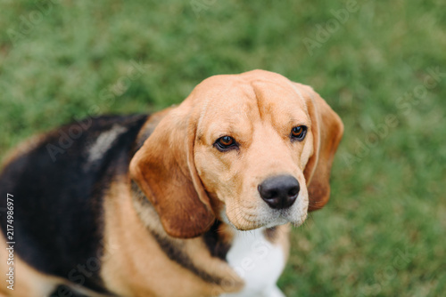 Fotografie young cute black red and white beagle dog sitting on green lawn outdoors in sunn
