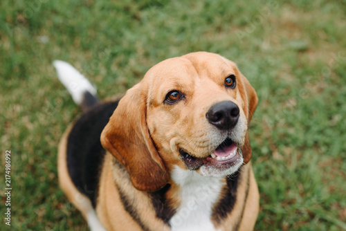 Canvastavla young cute black red and white beagle dog sitting on green lawn outdoors in sunn