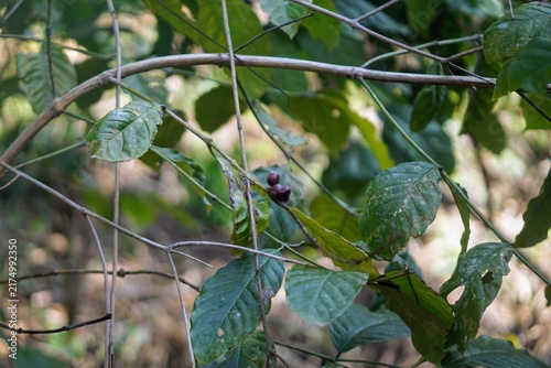 Close-up view of ripe dark purple coffee berries growing on a tree branch in a plantation.