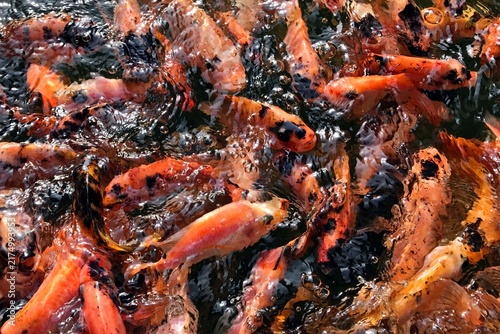 Colorful Koi Fish Feeding In Crowded Pond Surface With Ripples And Bubbles