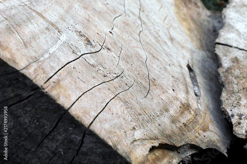 Cracked Dry Wood Texture Close-Up With Peeling Bark and Weathered Grain For Natural Backgrounds