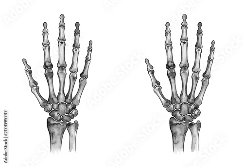 Fotografie Watercolor illustration of human skeleton hand bones showing wrist joints, metac