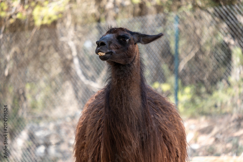 Konstfotografi Brown llama with furry wool coat showing front teeth and curious expression at a