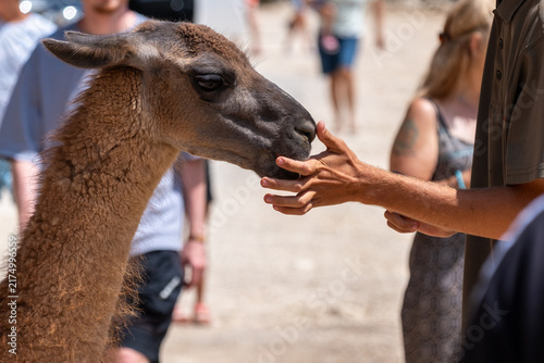 Foto Guanaco touching a person's fingers, forming an animal human bond during an outd