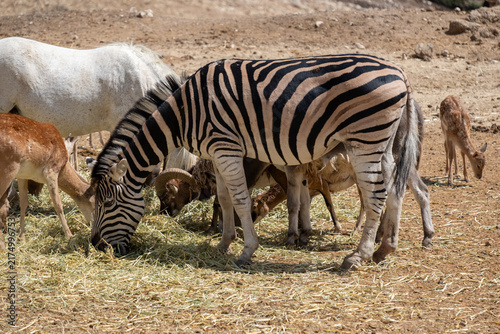 Fotografie Zebra grazing with diverse herd of animals, including deer, white horse, and ram