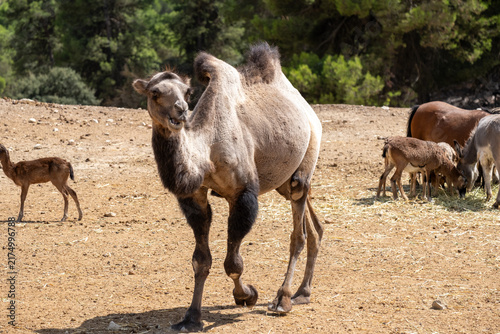 Photography Bactrian camel walking on dry land, mouth open, with other animals feeding in wi