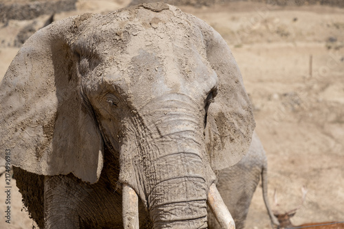 Bild auf Leinwand Elephant portrait showing the animal's powerful presence and wrinkled skin cover
