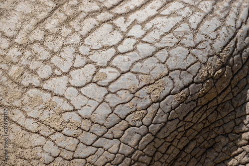 фотографія Rhinoceros skin texture showing dry cracked patterns and dirt, a natural backgro