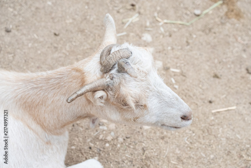 Photography Four horned goat head and upper body closeup, showcasing unique multiple horns a