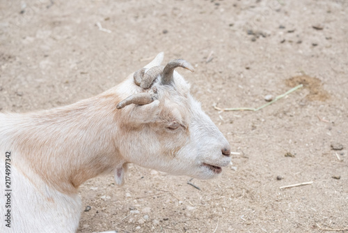 Konstfotografi Polycerate goat with four horns resting on dry ground, showing unique genetics a