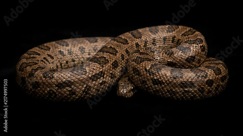Naklejka Coiled patterned snake on a black background.