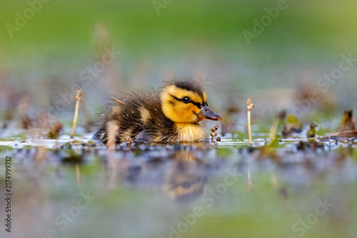 Obraz na plátně Fluffy duckling enjoys a peaceful spring swim