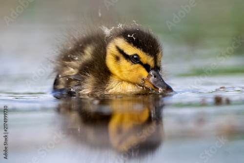 Принти на полотні Fluffy duckling enjoys a peaceful spring swim
