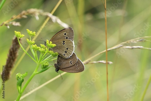 Foto Aphantopus hyperantus (ringlet butterflies) resting in a meadow