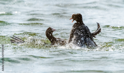 Fotografía Aggressive Coot Birds Are Attacking