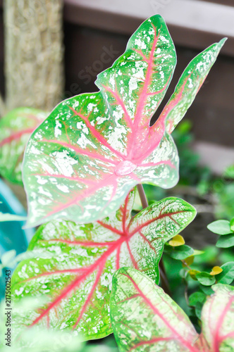 Fotografie Caladium, Caladium Bicolor Vent or Caladium bicolor and rain droplet