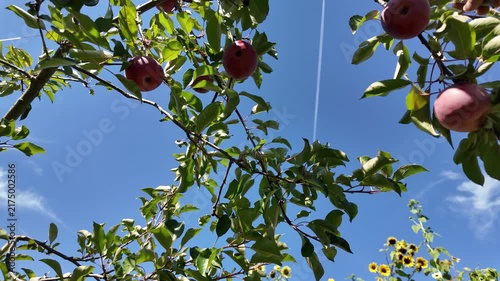 a falling apple in slow motion
