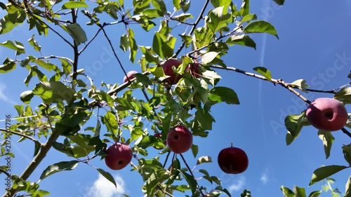 a falling apple in slow motion