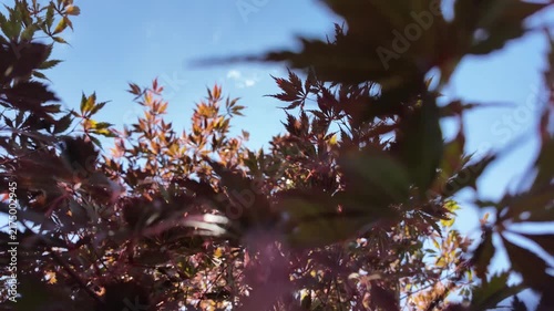 video of a black Japanese maple tree