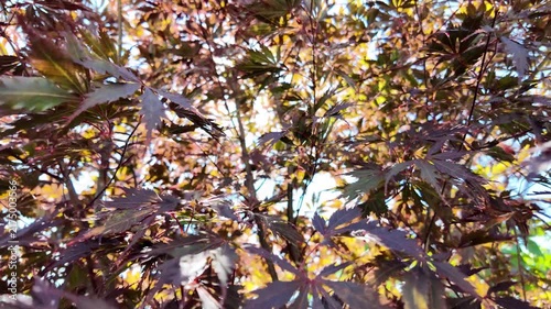 video of a black Japanese maple tree
