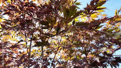 video of a black Japanese maple tree