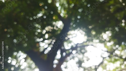 Dreamy Sunlight Through Green Leaves. Serene Nature Bokeh. Relaxing Trees Background